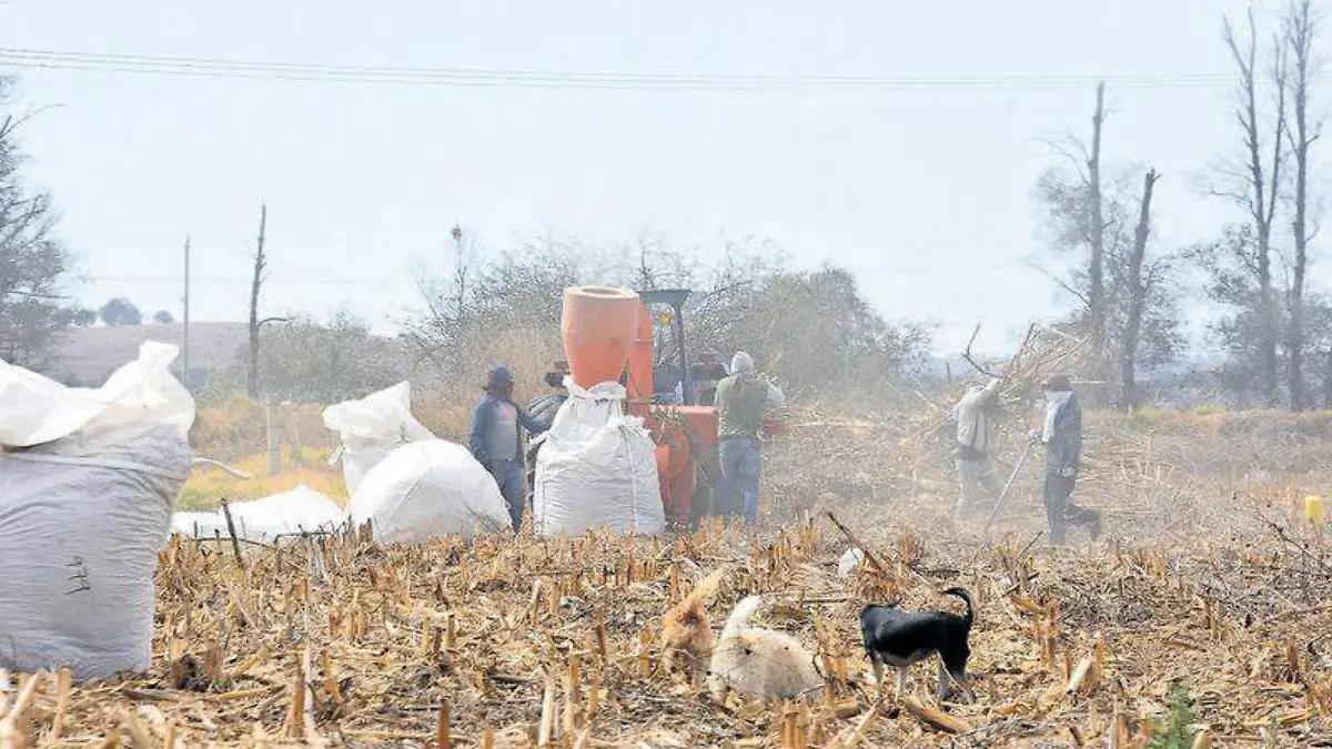 AGRICULTURA 2